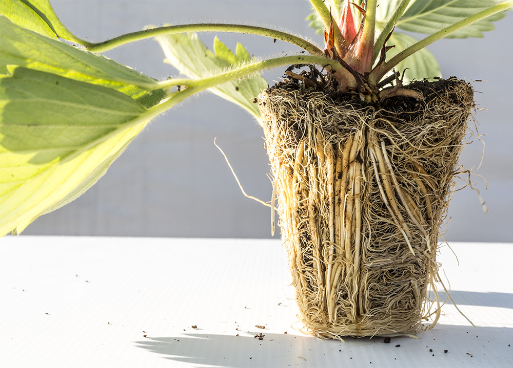 Planta de maduixera