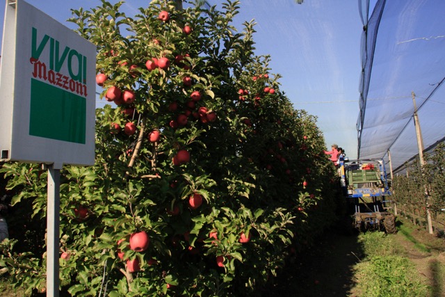 Fotografía de fruiters Vivai Mazzoni®